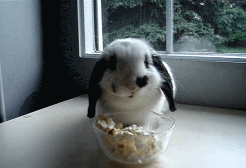IMG_2921.gif